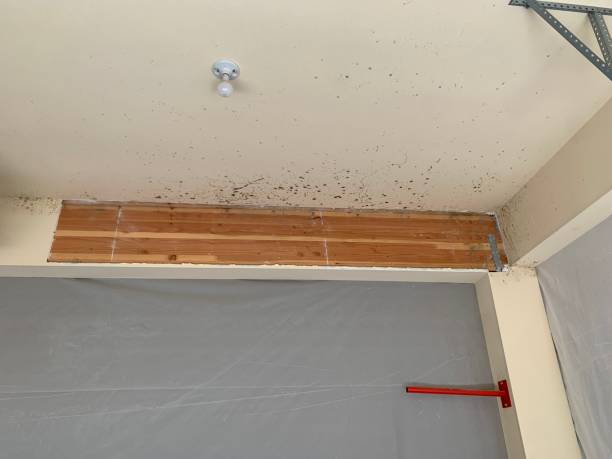 Professional Mold Inspection, Removal & Remediation in Newtown, PA